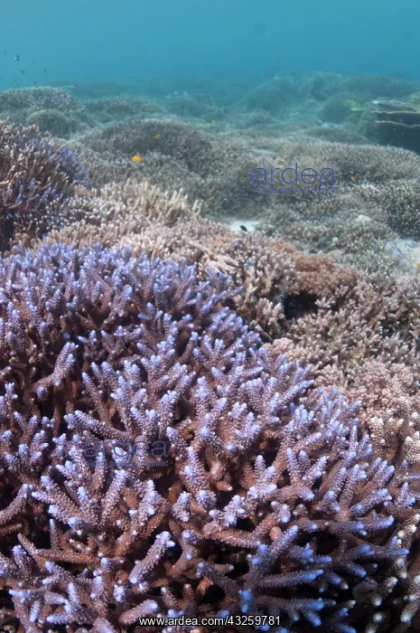  : Staghorn Coral