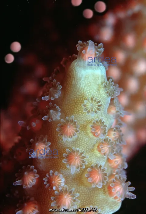 : Staghorn CORAL - spawning. Egg and sperm bundles : Staghorn CORAL - spawning. Egg and sperm bundles