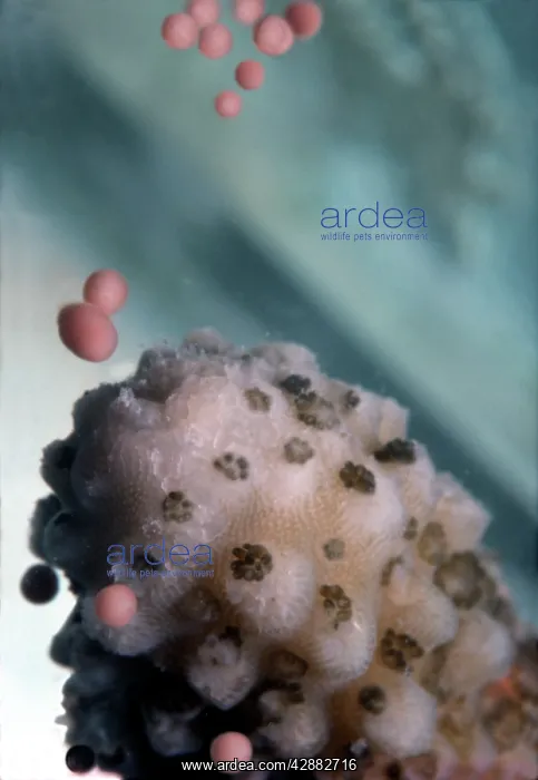 : Staghorn CORAL - spawning. Egg and sperm bundles : Staghorn CORAL - spawning. Egg and sperm bundles