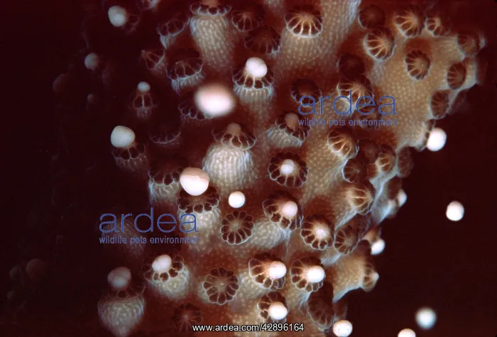 : Staghorn CORAL - spawning. Egg and sperm bundles : Staghorn CORAL - spawning. Egg and sperm bundles