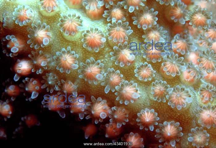 : Staghorn CORAL - spawning. Egg and sperm bundles : Staghorn CORAL - spawning. Egg and sperm bundles