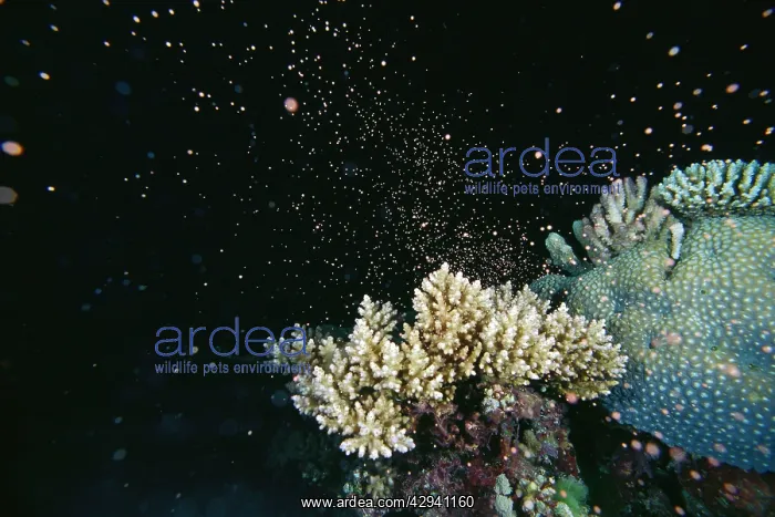 : Staghorn Coral - spawning - this phenomenon happens : Staghorn Coral - spawning - this phenomenon happens