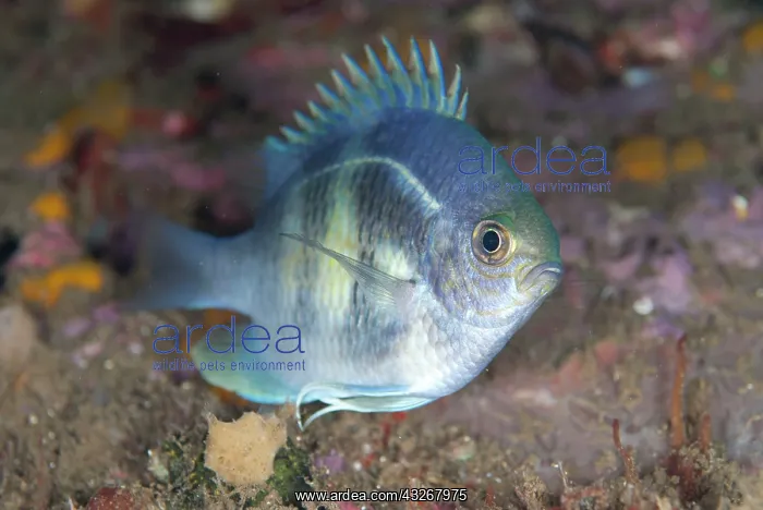 : Staghorn Damsel - with night colours during night dive : Staghorn Damsel - with night colours during night dive