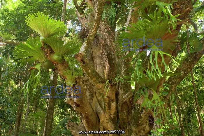 : Staghorn / Elkhorn Fern - growing on an ancient : Staghorn / Elkhorn Fern - growing on an ancient