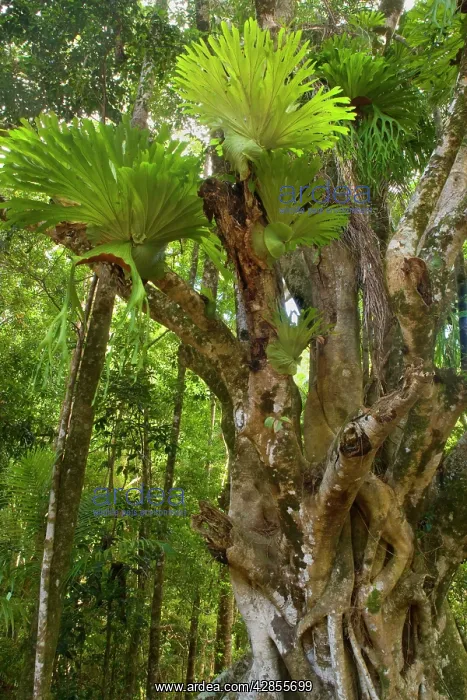 : Staghorn / Elkhorn Fern - growing on an ancient : Staghorn / Elkhorn Fern - growing on an ancient