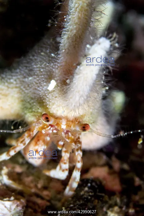 : Staghorn Hermit Crab : Staghorn Hermit Crab