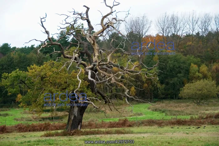  : Staghorn Oak