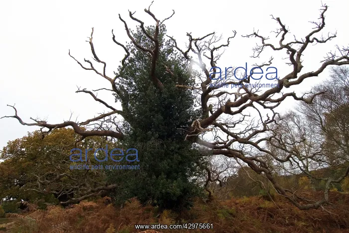 : Staghorn Oak - covered in Ivy : Staghorn Oak - covered in Ivy