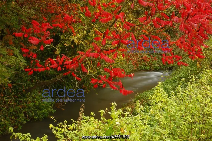 : Staghorn sumac (Rhus typhina) with red foliage on : Staghorn sumac (Rhus typhina) with red foliage on