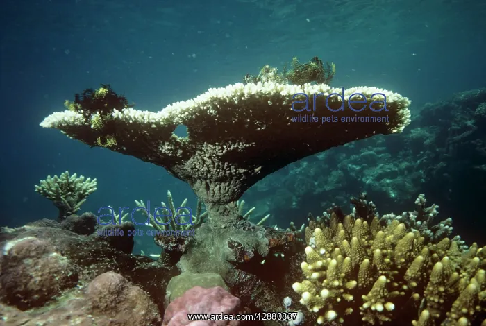 : Staghorn / Table Coral : Staghorn / Table Coral