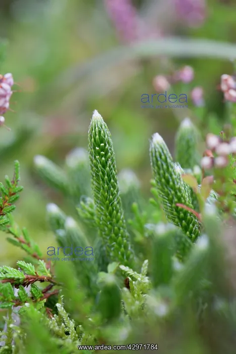 : Stag's Horn Clubmoss : Stag's Horn Clubmoss