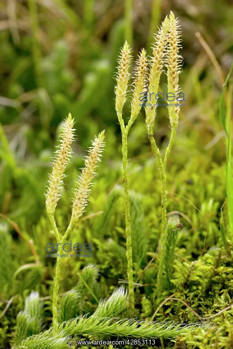 : Stag's-horn Clubmoss with fertile cones bearing sporangia : Stag's-horn Clubmoss with fertile cones bearing sporangia