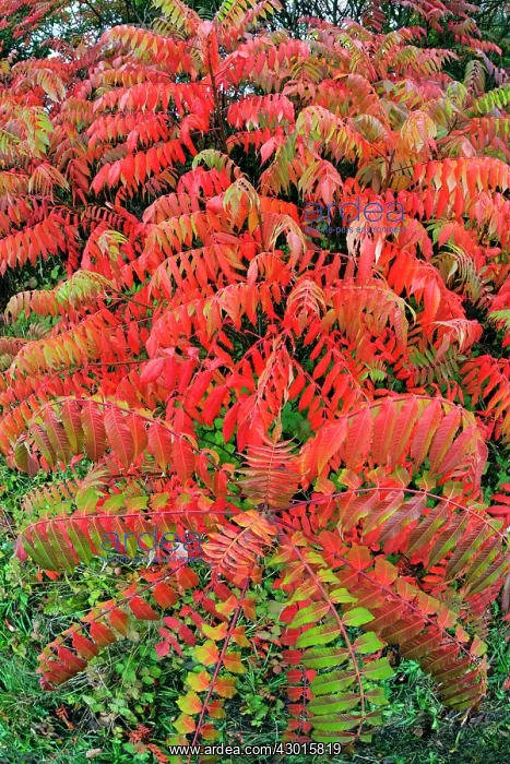 : Stag's Horn / Staghorn Sumach - in autumn colour : Stag's Horn / Staghorn Sumach - in autumn colour