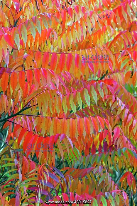 : Stag's Horn / Staghorn Sumach - in autumn colour : Stag's Horn / Staghorn Sumach - in autumn colour