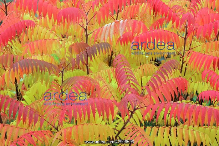 : Stag's-horn SUMAC - leaves showing autumn colour : Stag's-horn SUMAC - leaves showing autumn colour
