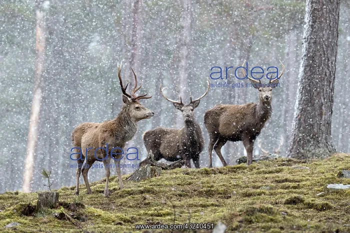  : Stags in the Snow - Scotland - UK