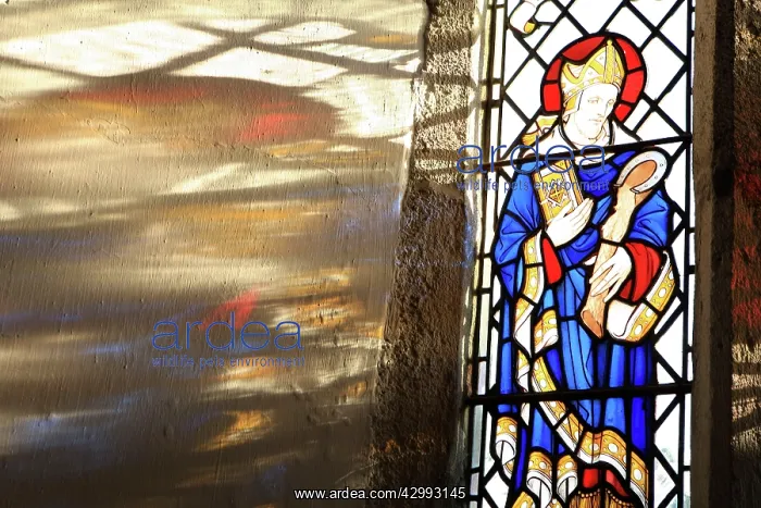 : Stained Glass window : Stained Glass window