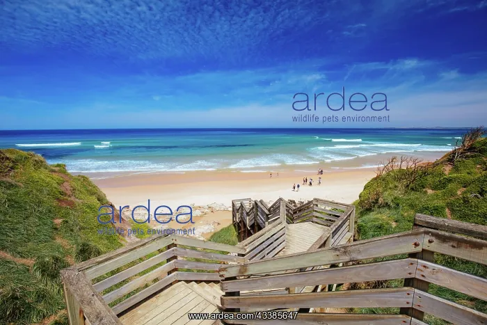  : Staircase to the iconic Cape Woolamai Surf Beach o