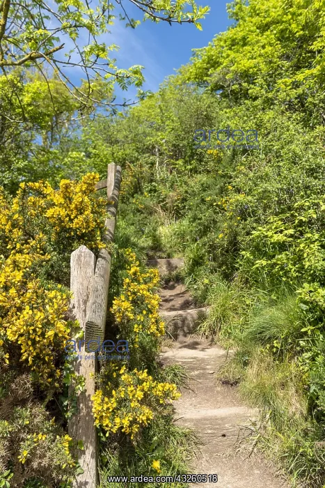  : Stairs bordered by gorse, spring, Manche, Normandy