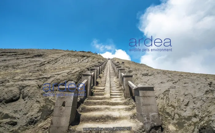 : Stairs to the crater rim of smoking Gunung Bromo : Stairs to the crater rim of smoking Gunung Bromo