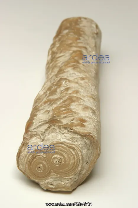 : Stalactite : Stalactite