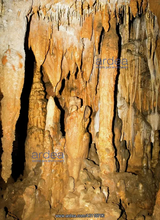 : Stalactite and Column Formations, Florida Caverns State Park : Stalactite and Column Formations, Florida Caverns State Park