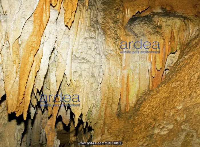 : Stalactite Formation in Florida Caverns State Park : Stalactite Formation in Florida Caverns State Park