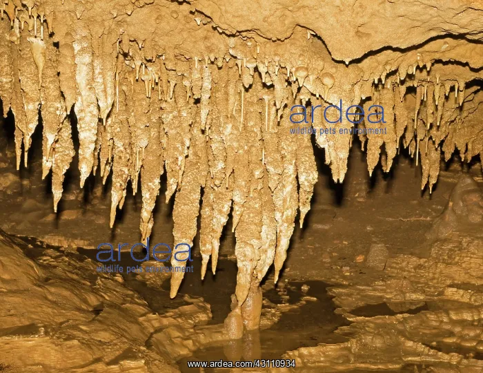: Stalactite Formation in Florida Caverns State Park : Stalactite Formation in Florida Caverns State Park