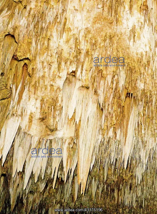 : Stalactite Formations in Carlsbad Caverns : Stalactite Formations in Carlsbad Caverns