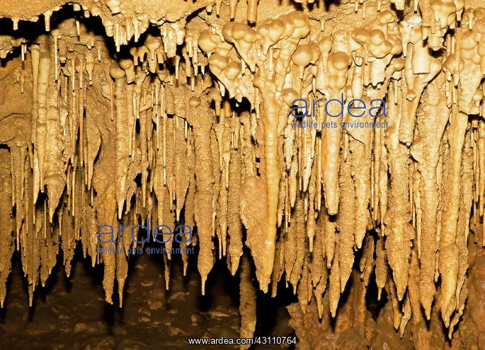  : Stalactite Formations in Florida Caverns State Park