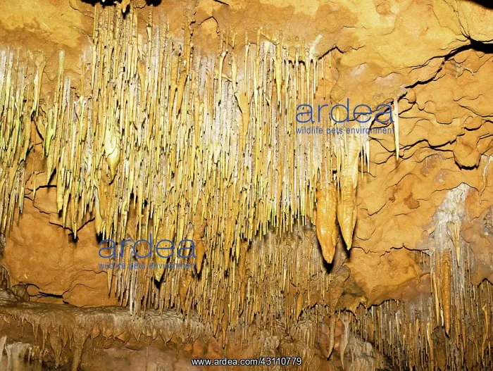 : Stalactite Formations in Florida Caverns State Park : Stalactite Formations in Florida Caverns State Park