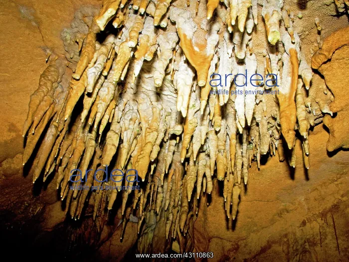 : Stalactite Formations in Florida Caverns State Park : Stalactite Formations in Florida Caverns State Park