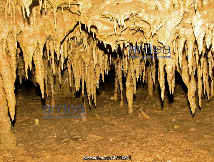 : Stalactite Formations in Florida Caverns State Park : Stalactite Formations in Florida Caverns State Park