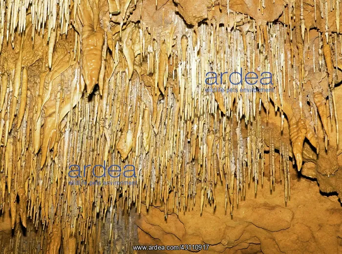 : Stalactite Formations in Florida Caverns State Park : Stalactite Formations in Florida Caverns State Park