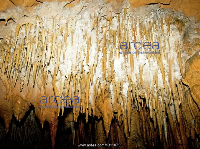 : Stalactites in Florida Caverns State Park : Stalactites in Florida Caverns State Park