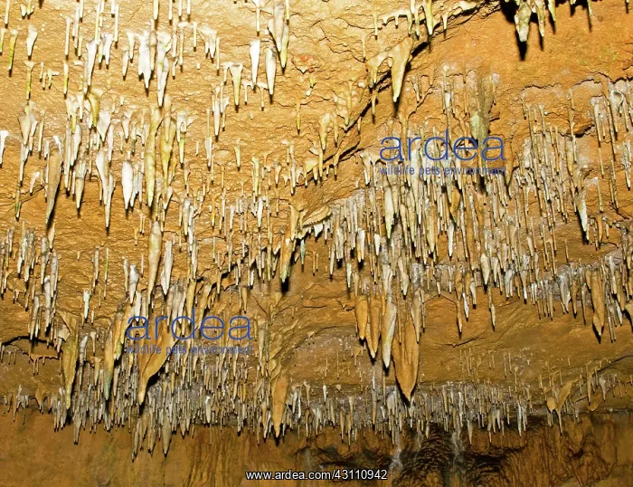 : Stalactites in Florida Caverns State Park : Stalactites in Florida Caverns State Park