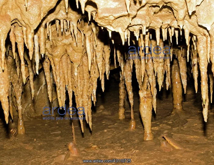  : Stalactites Formation in Florida Caverns State Park