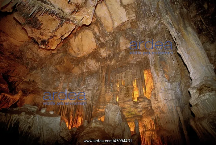 : Stalactites in Lehman Cave, Great Basin NP : Stalactites in Lehman Cave, Great Basin NP