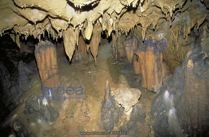 : Stalagmite formations : Stalagmite formations