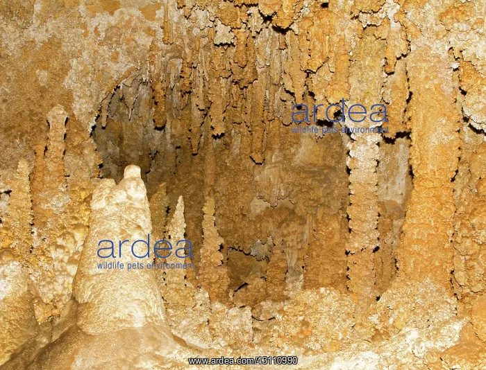 : Stalagmite Formations in Carlsbad Caverns : Stalagmite Formations in Carlsbad Caverns