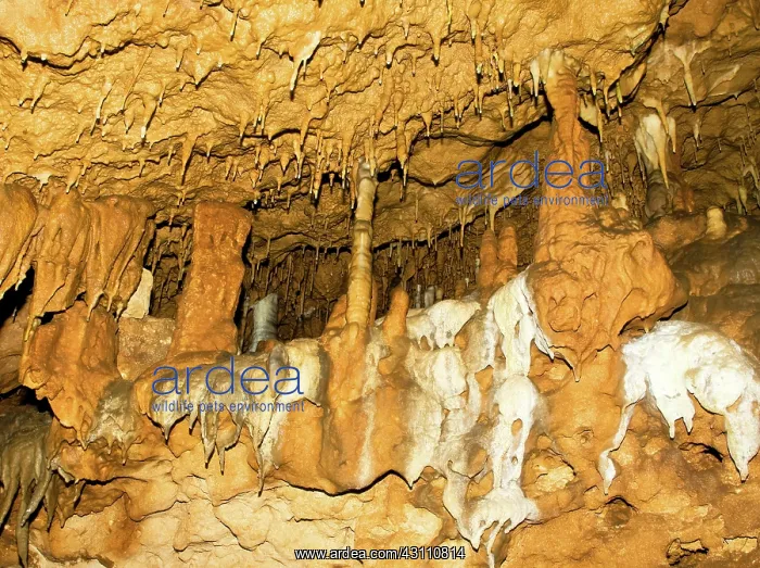 : Stalagmite Formations in Florida Caverns State Park : Stalagmite Formations in Florida Caverns State Park