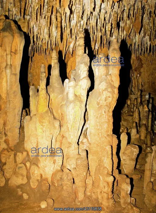 : Stalagmite Formations in Florida Caverns State Park : Stalagmite Formations in Florida Caverns State Park