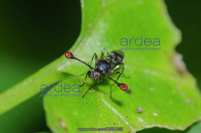 : Stalk-eyed Fly : Stalk-eyed Fly