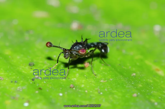: Stalk-eyed Fly on leaf - Klungkung, Bali, Indonesia : Stalk-eyed Fly on leaf - Klungkung, Bali, Indonesia