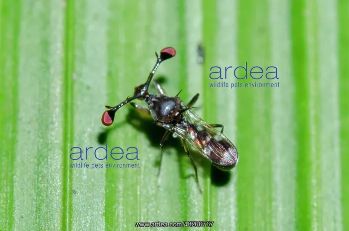 : Stalk-eyed Fly on leaf - Klungkung, Bali, Indonesia : Stalk-eyed Fly on leaf - Klungkung, Bali, Indonesia