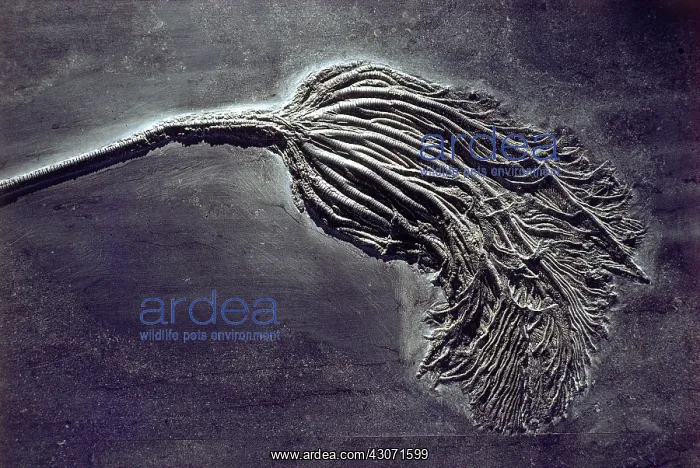 : Stalked crinoid fossil : Stalked crinoid fossil