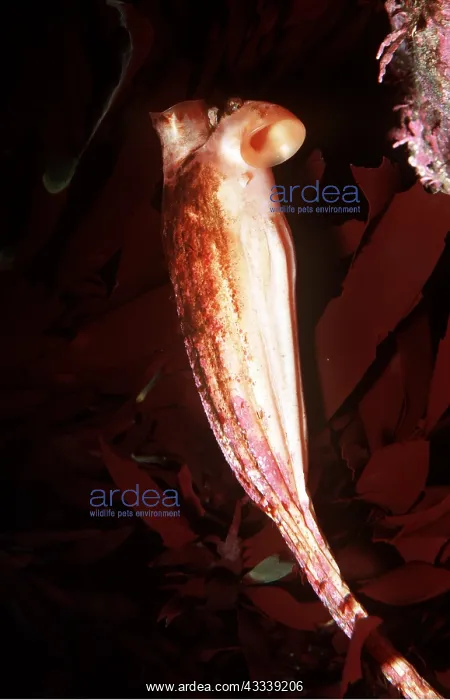 : STALKED TUNICATE SEA SQUIRT : STALKED TUNICATE SEA SQUIRT