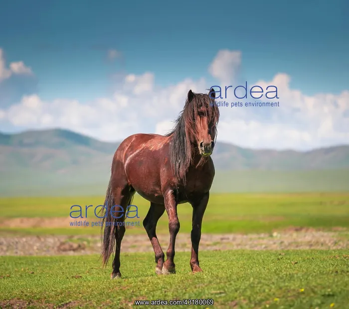 : Stallion (Equus ferus caballus) Pose, Arkhangai : Stallion (Equus ferus caballus) Pose, Arkhangai