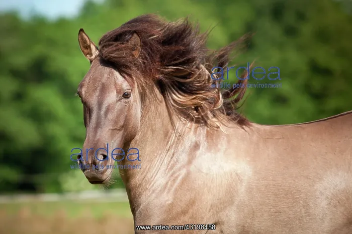: Stallion, Konik or Polish wild horse, portrait : Stallion, Konik or Polish wild horse, portrait