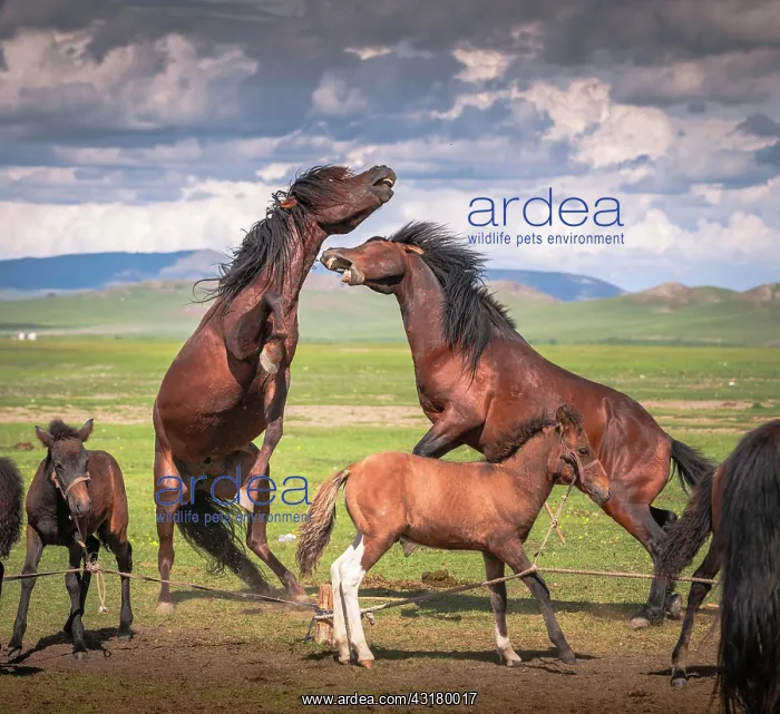 : Stallions (Equus) fighting, Arkhangai Province : Stallions (Equus) fighting, Arkhangai Province